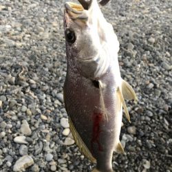 サーフ　ヒラメ狙いで・・・